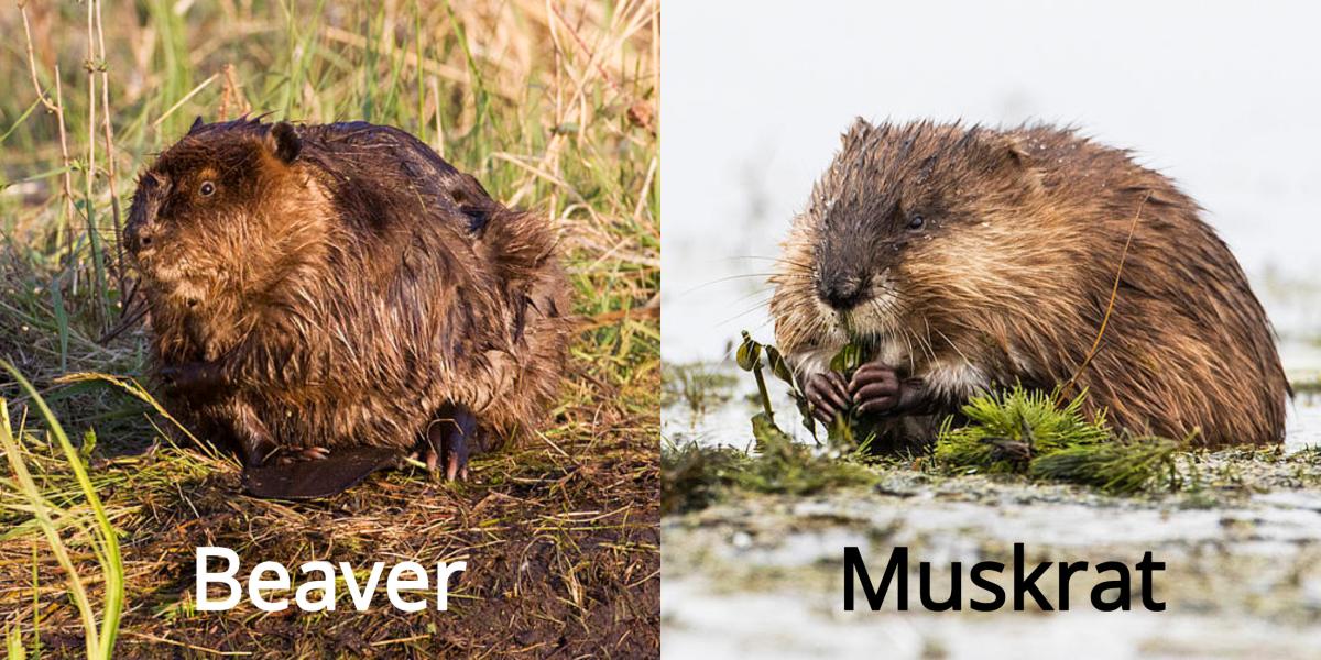 Image shows a Muskrat and Beaver side-by-side. Both large, semiaquatic rodents.